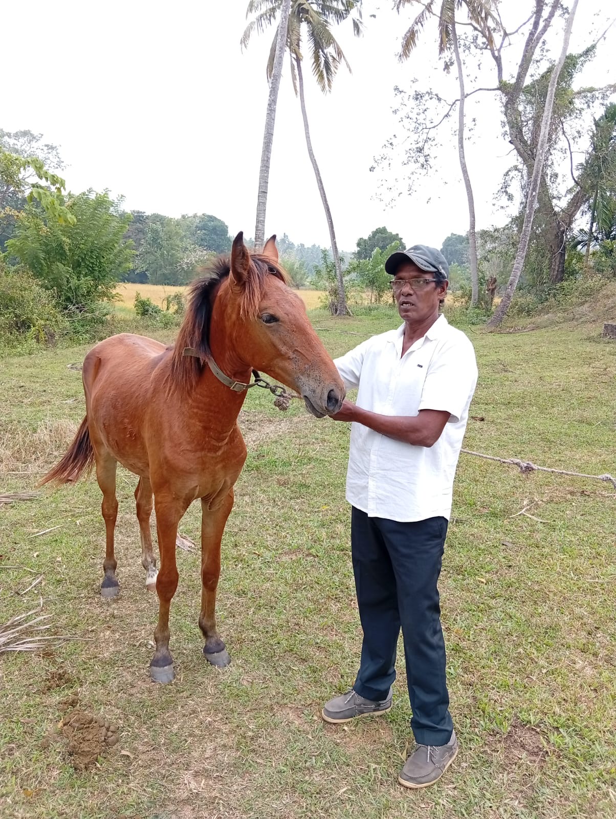 Equestrian gallery image 2