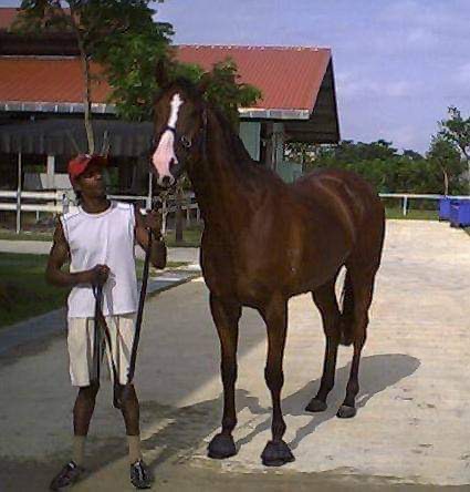 Equestrian gallery image 5